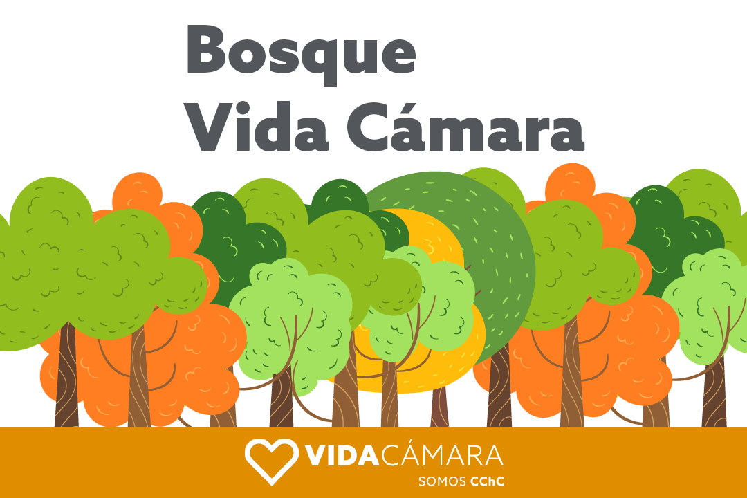 Bosque-pequeño